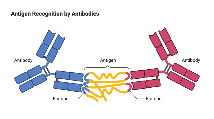 AAV Antibodies and Titration ELISA Creative Diagnostics